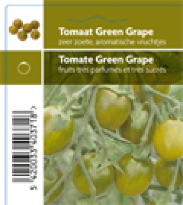 Tomate Green Grape (tray 12 pot)